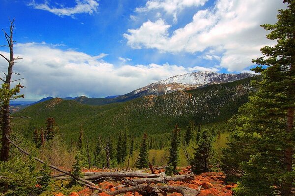 Les arbres sont à proximité des montagnes