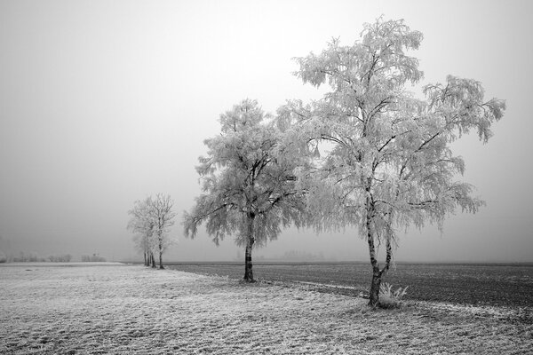 Winter black and white painting