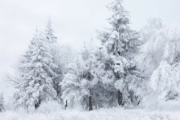 Neige blanche sur les arbres en hiver