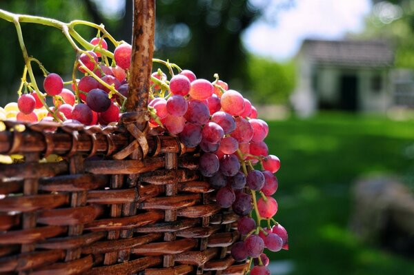 Photo d été avec des raisins dans un panier