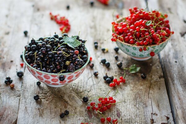 Harvested black and red currants