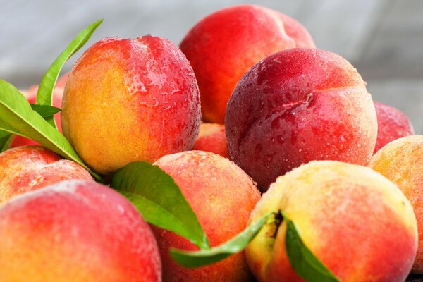 Juicy peaches with leaves