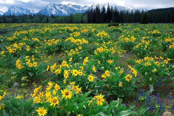 Wyoming mountain flowers beauty