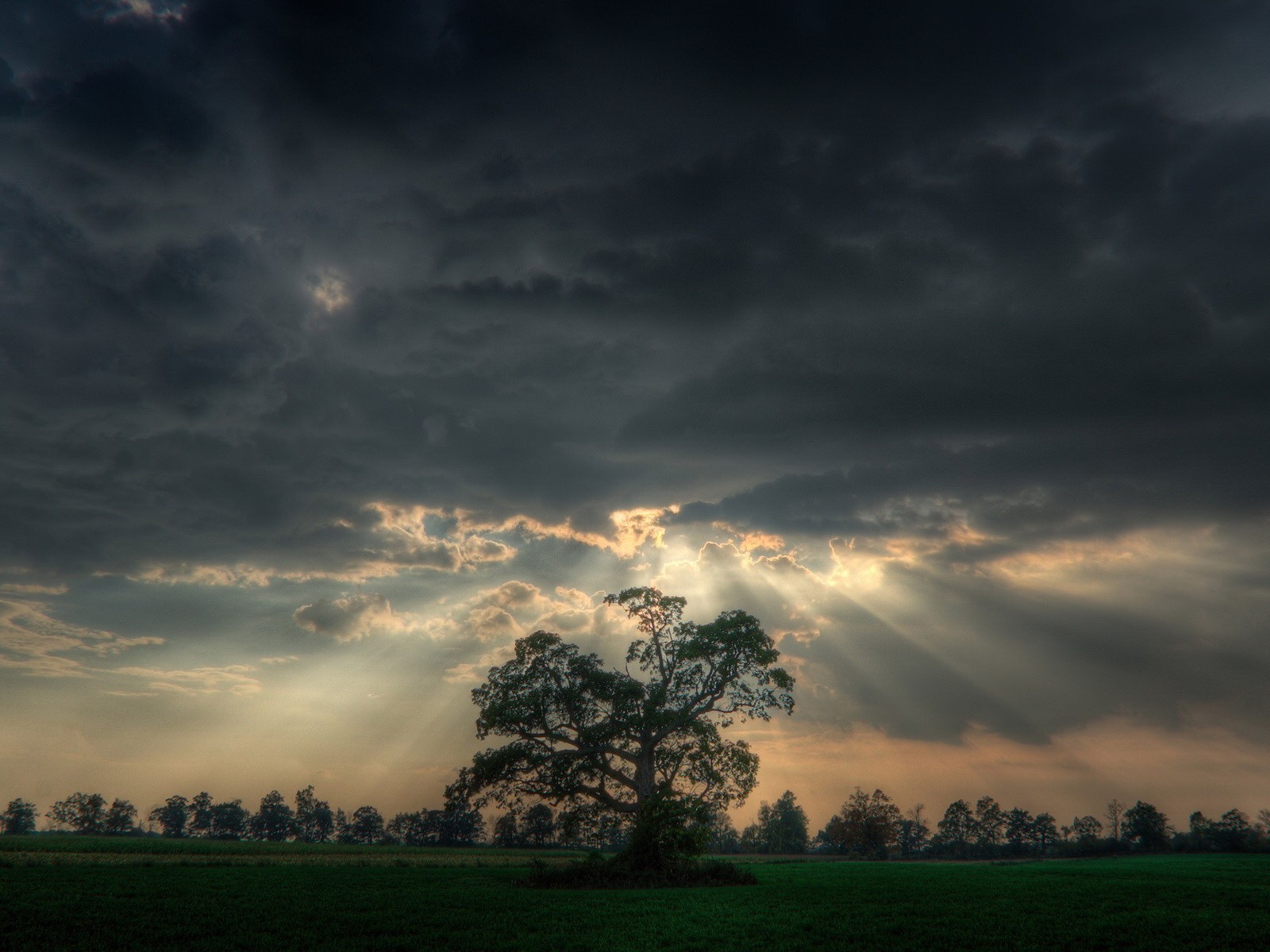 alberi campo luce nuvole