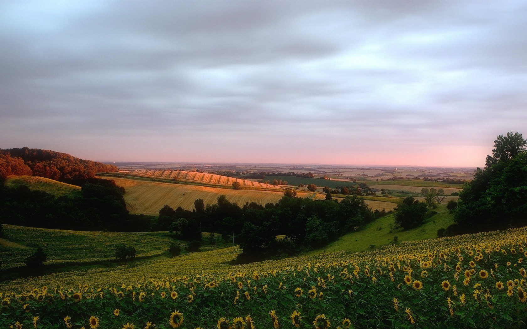 sonnenblumen feld hügel