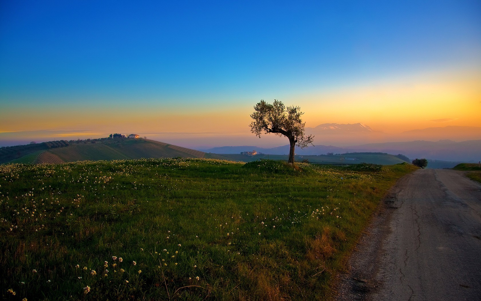 road tree grass hills morning