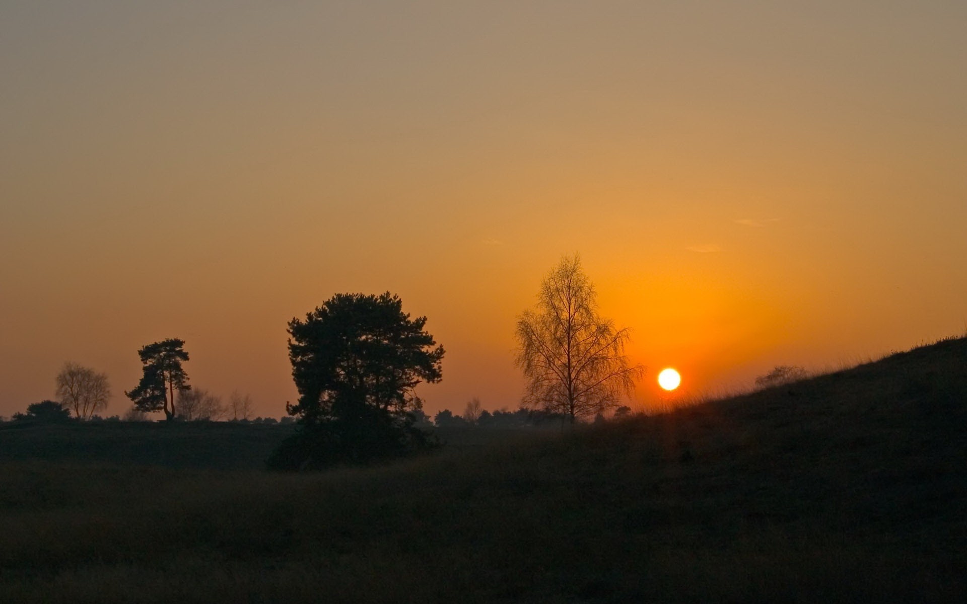 tree sun sunset