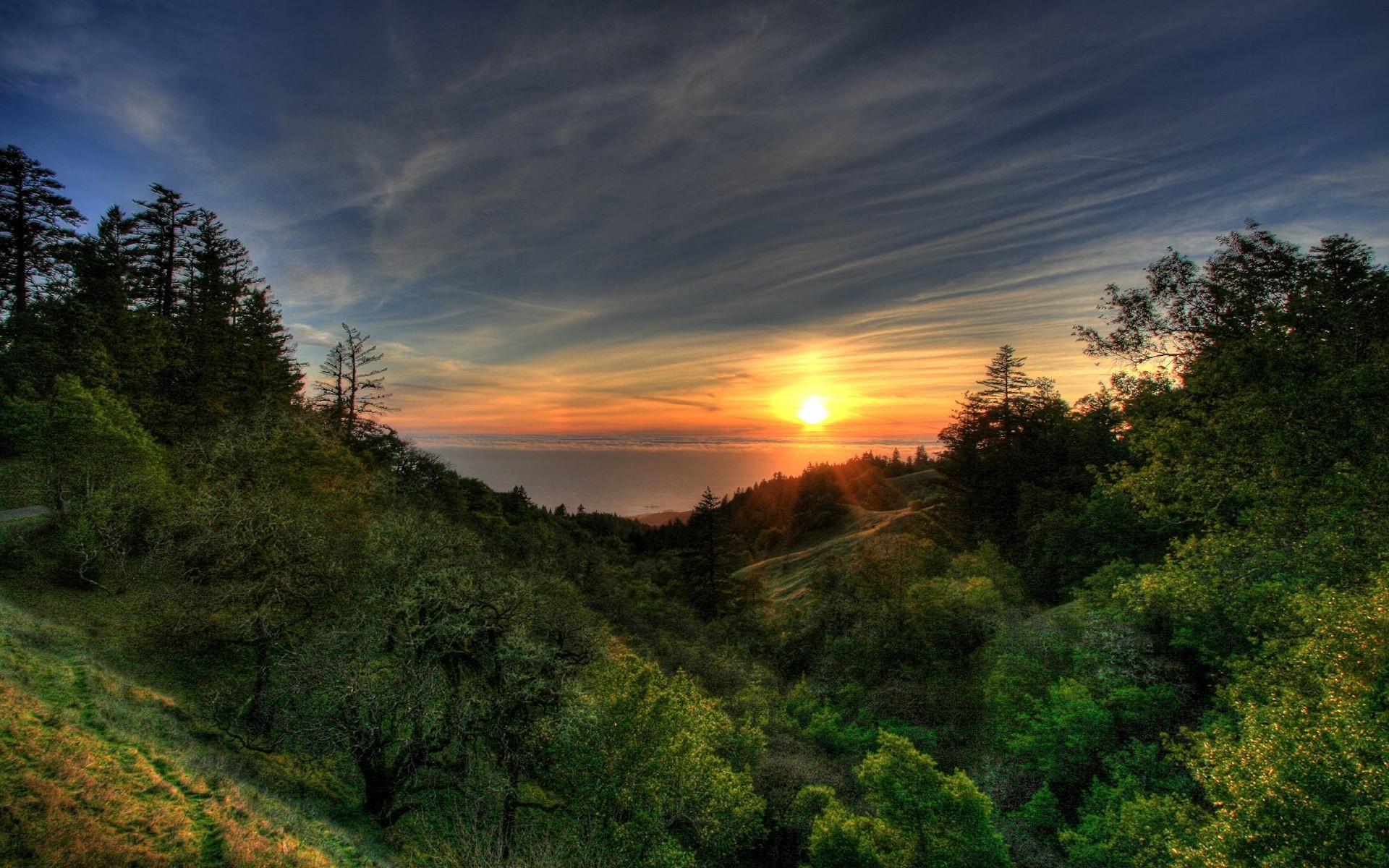 alberi sole tramonto