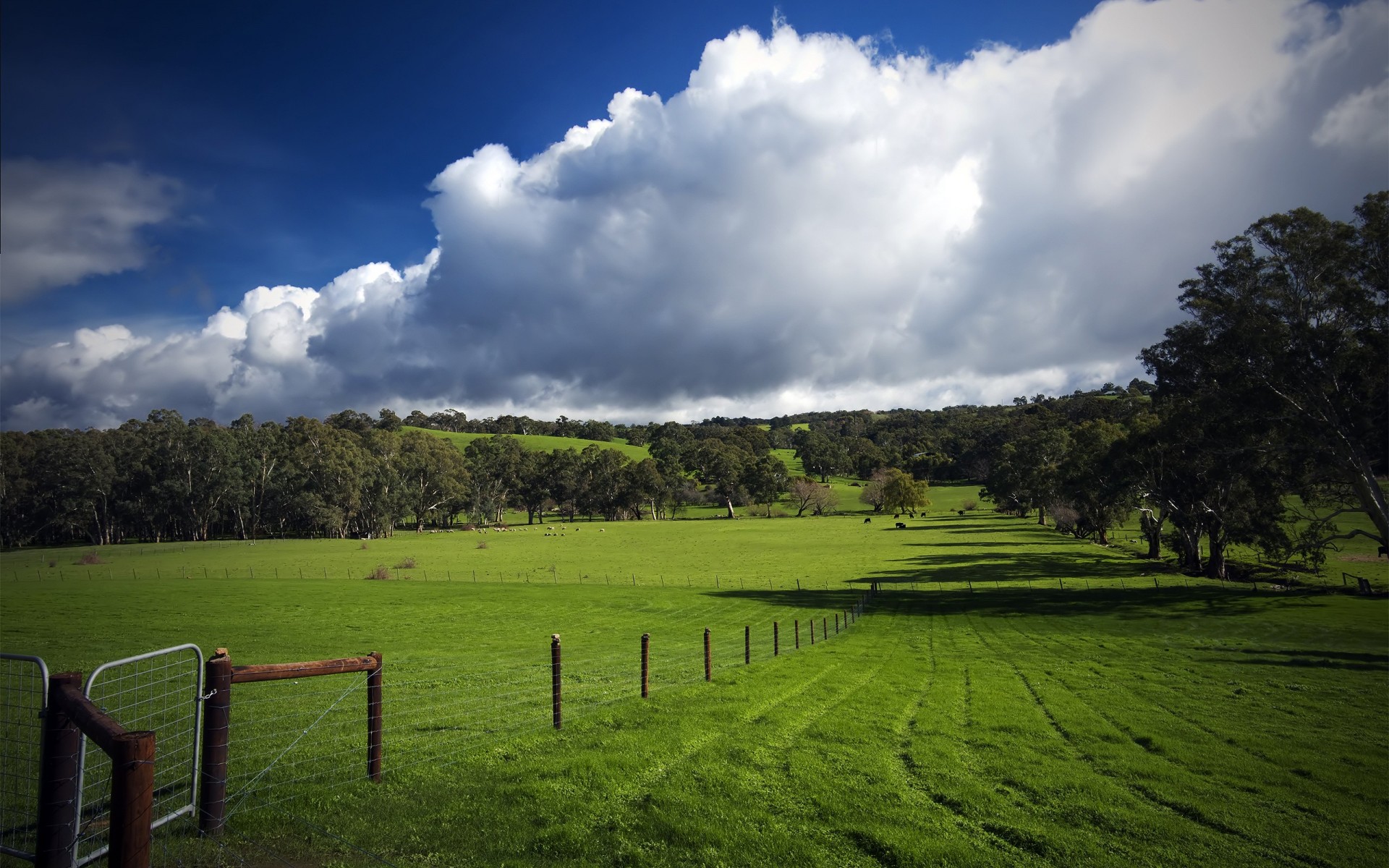 campo alberi nuvole