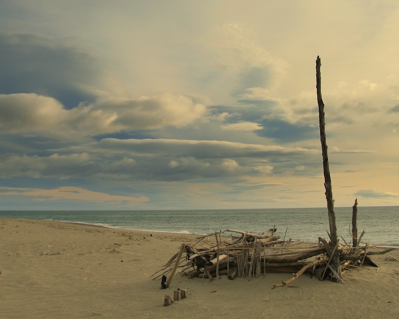 beach branches sea