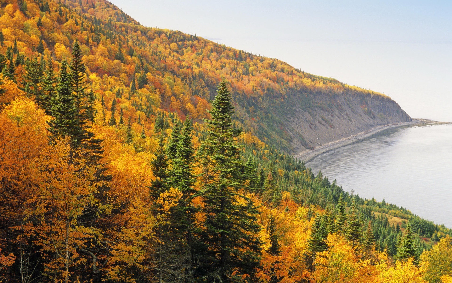 autunno foresta alberi riva