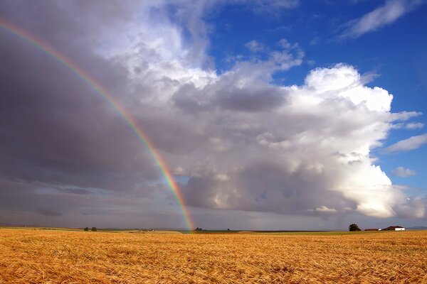 There is a beautiful rainbow on the golden field