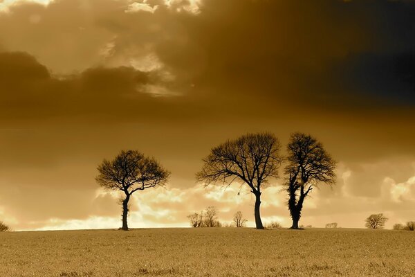 Drei Bäume wachsen in der Steppe auf dem sandigen Hintergrund dunkler Wolken