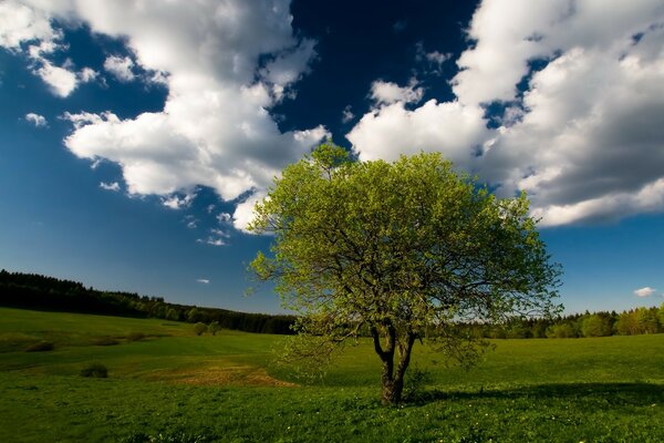 A tree against the sky with clouds