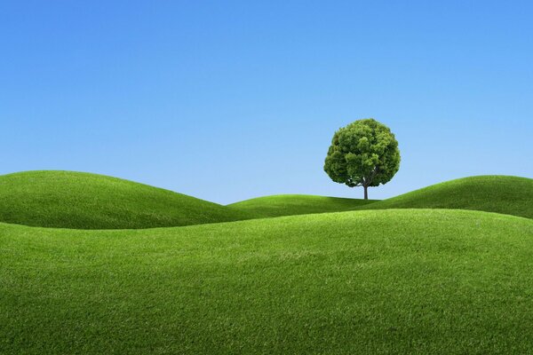 A lonely tree on a green lawn