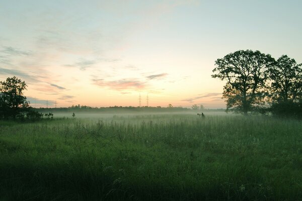 Feld im Nebel bei Sonnenuntergang des Tages