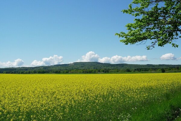 Champ de fleurs jaunes en fleurs