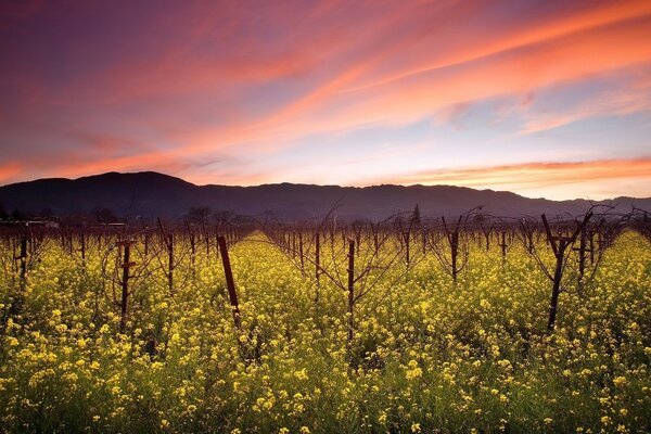 Viñedo temprano en la mañana de verano