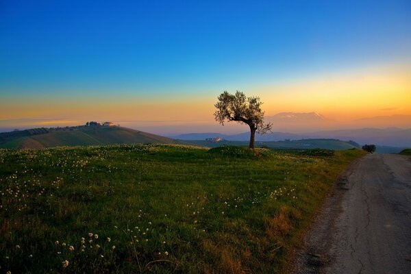 A lonely tree against the background of a fabulous sky