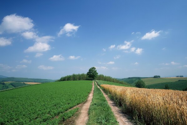 Der Weg durch ein Weizenfeld