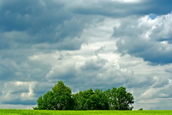 Arbres dans le champ sur fond de nuages