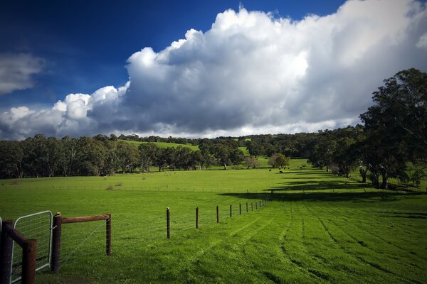 Das Feld ist von Bäumen umgeben. Landschaft. Sommer