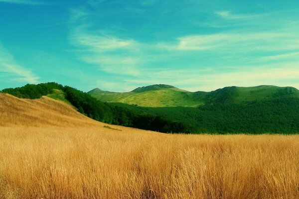 Golden field and green hills