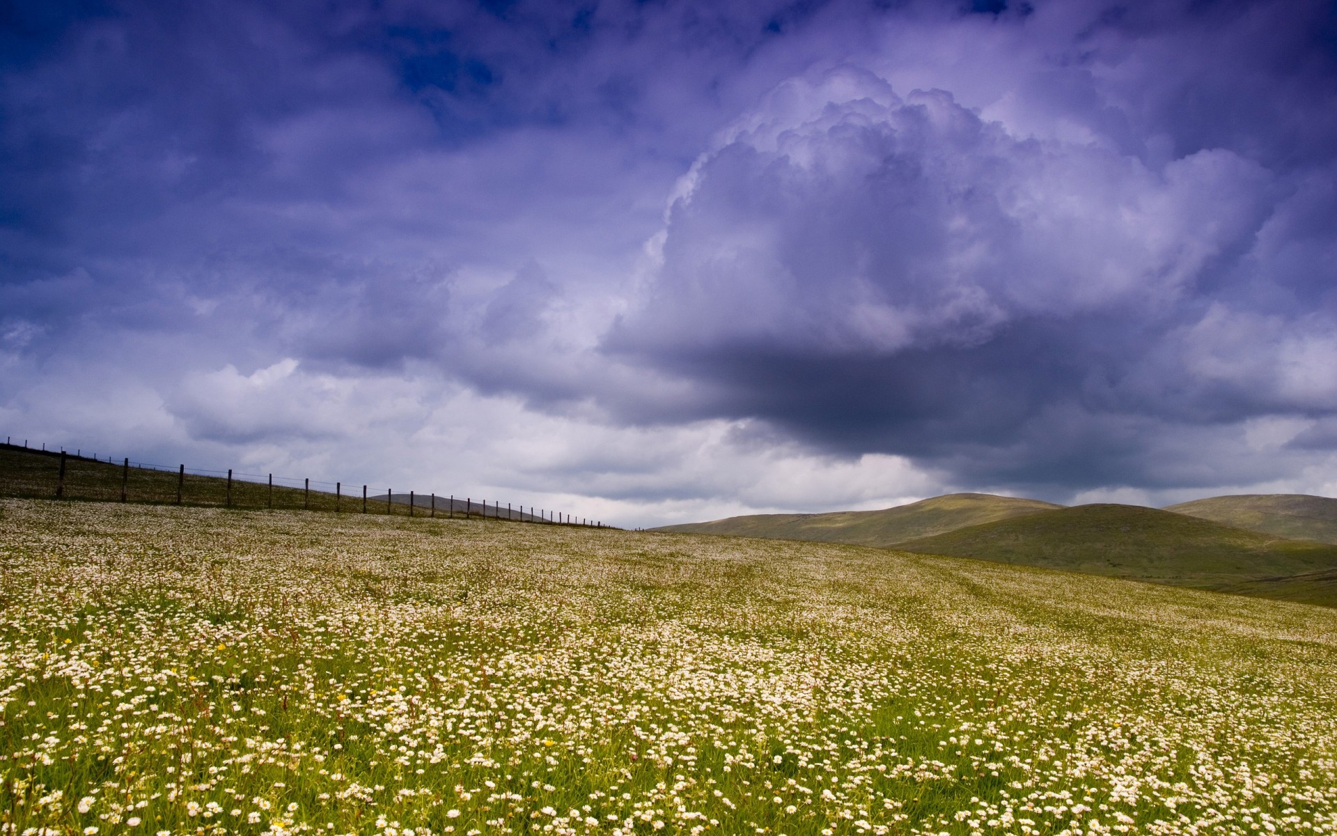 campo cerca nubes cielo flores