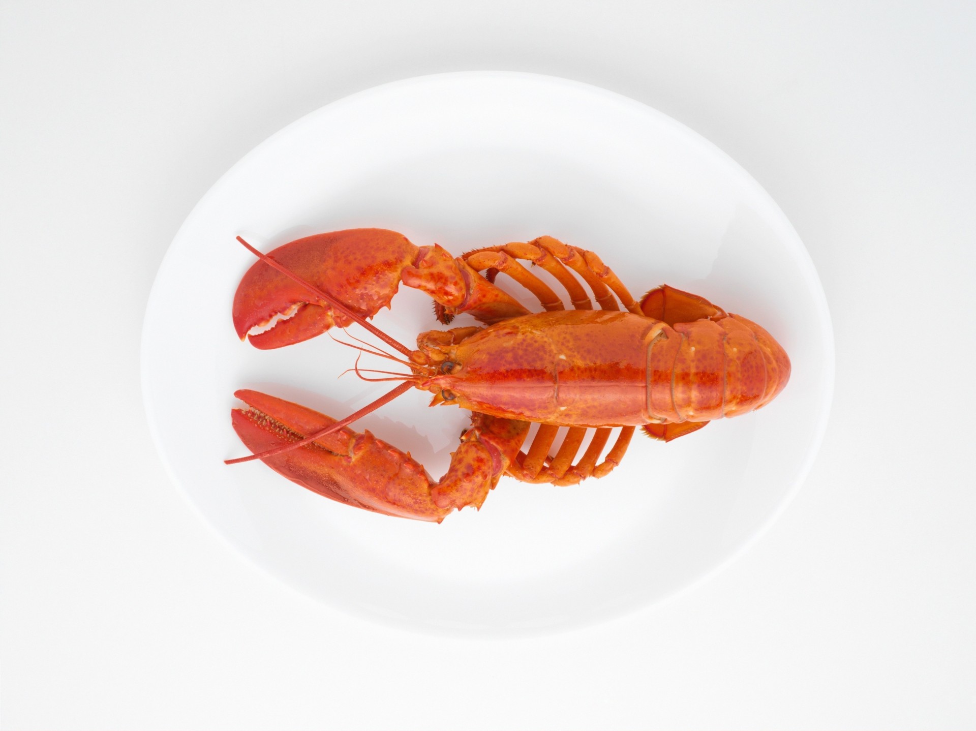 homard cancer bouilli