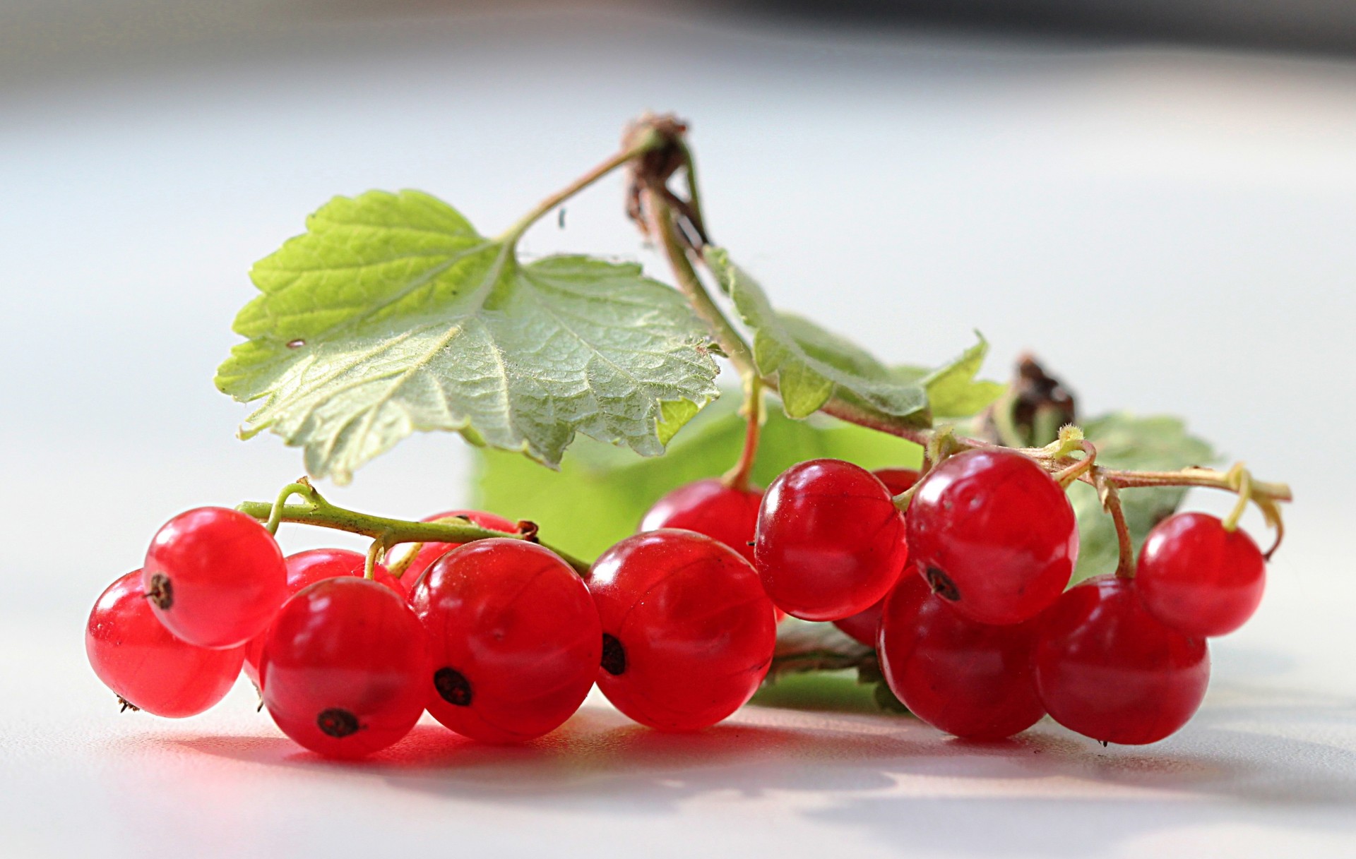 blatt zweig grün johannisbeere