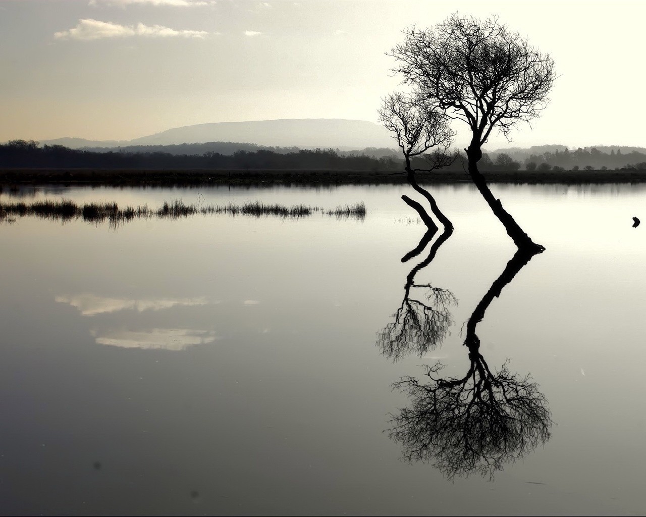 bäume see reflexion