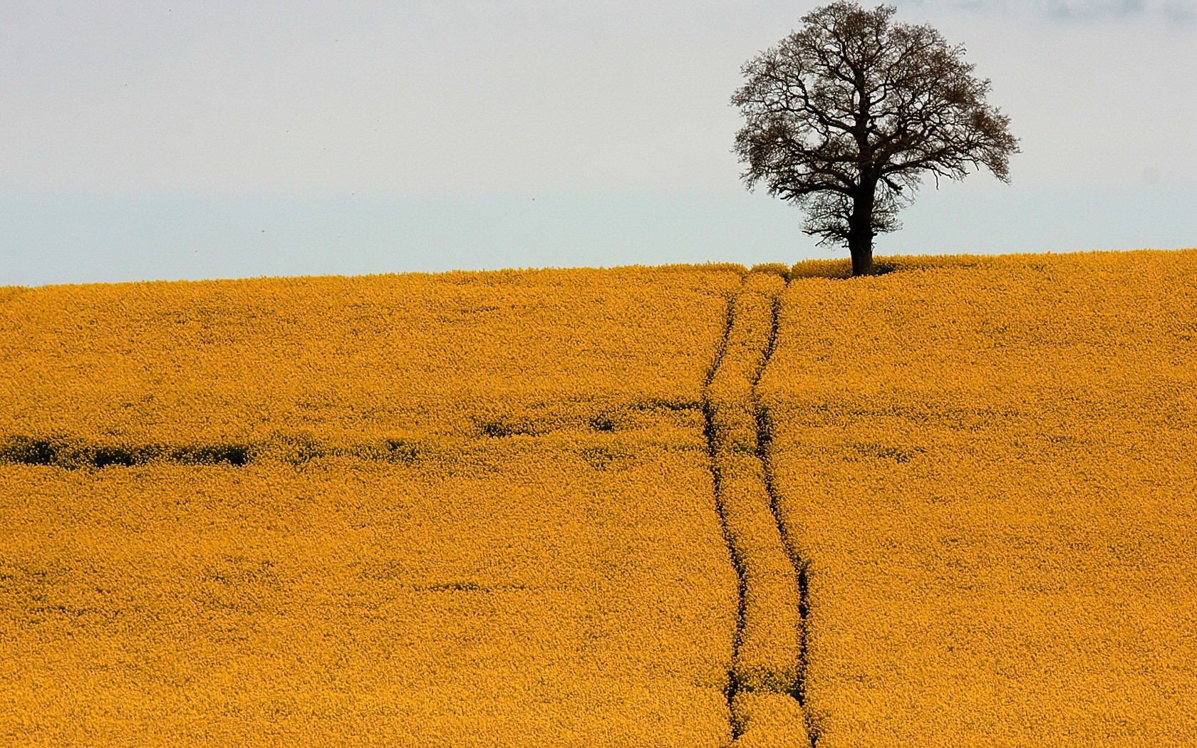 campo strada albero