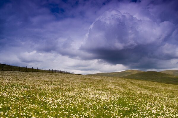 Il cielo straordinario, l odore dei fiori coprono l intero campo