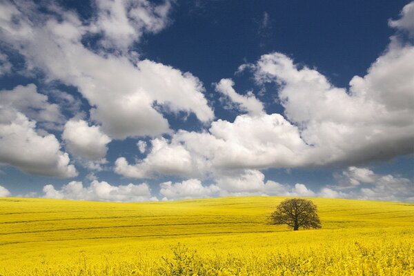 Ein einsamer Baum in einem gelben Feld unter den Wolken