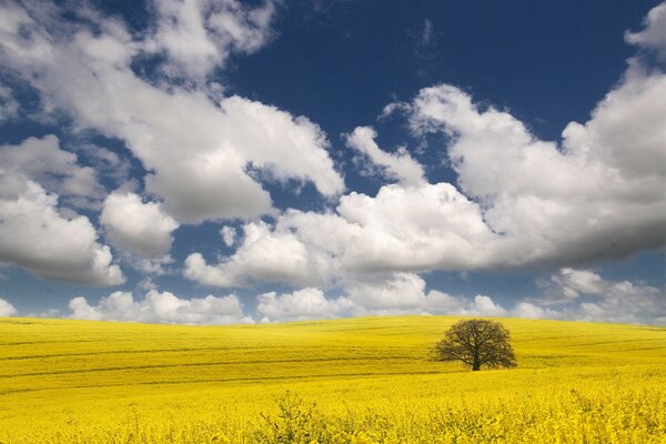 A lonely tree in a yellow field under the clouds