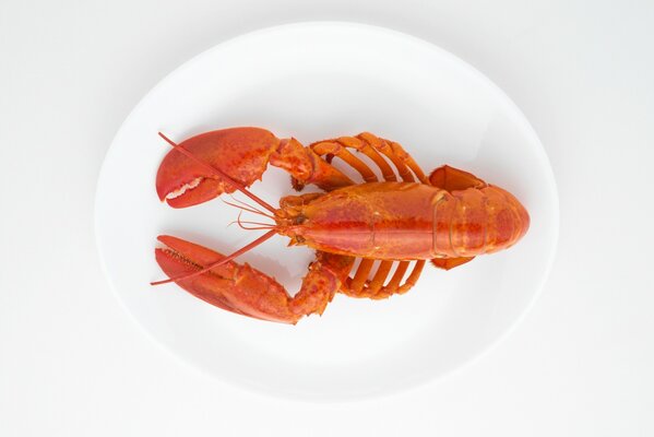 Homard bouilli sur une assiette