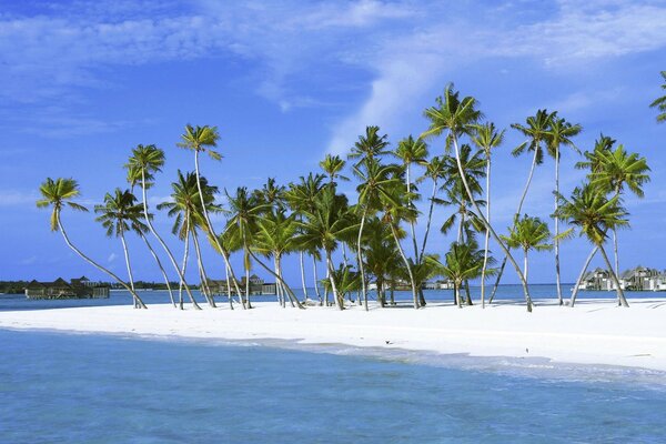 Plage de sable avec des palmiers sur l île