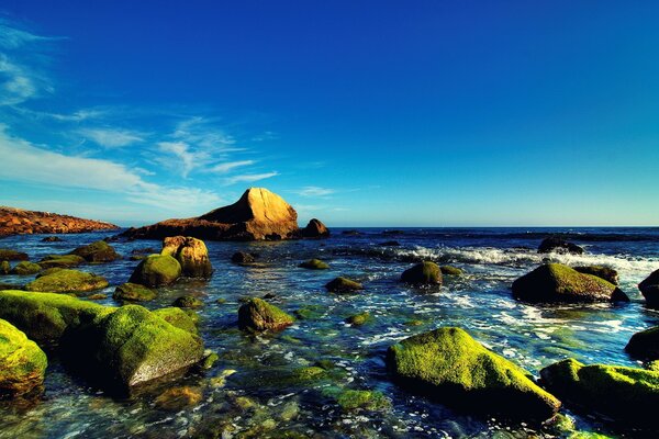 Rocce marine ricoperte di alghe