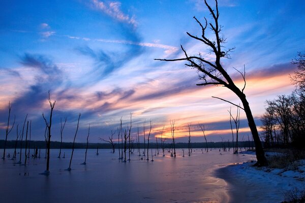 Alberi che crescono sul lago in inverno