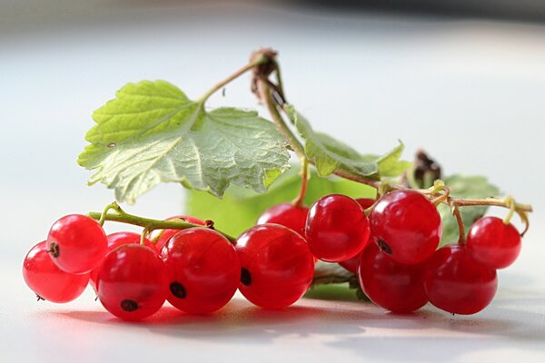 Rametto di ribes per l inverno