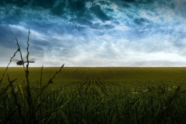 A flying dragonfly over a field, a beautiful cloud