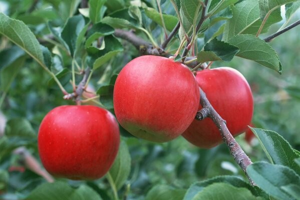 Variété de pommes rouges sur une branche