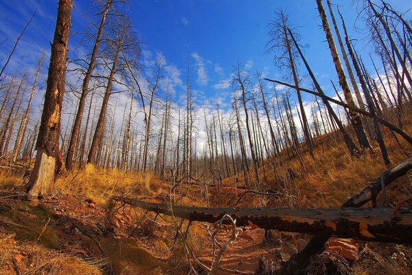 Cielo azul. Bosque y árboles