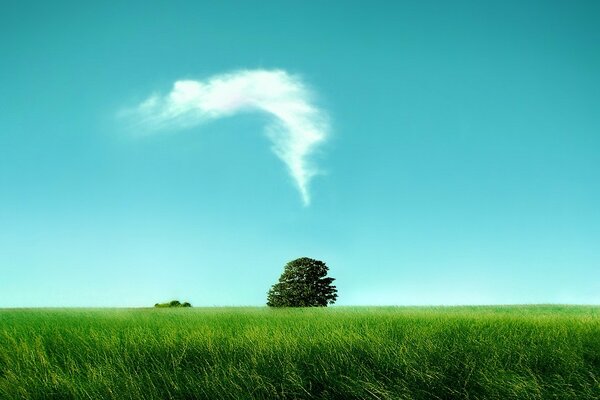 Arbre solitaire avec champ sous les nuages