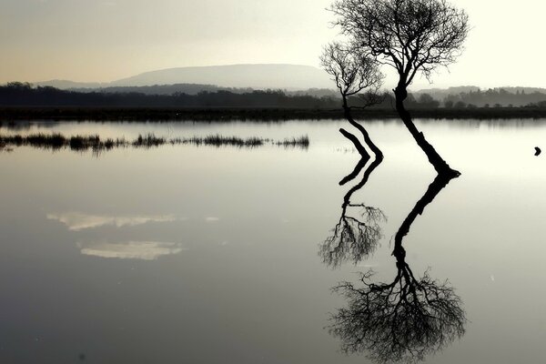 Zwei einsame Bäume, die in den See verwurzelt sind