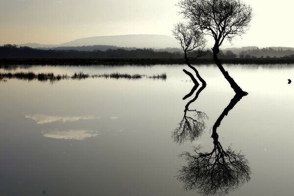 Deux arbres Solitaires enracinés dans le lac