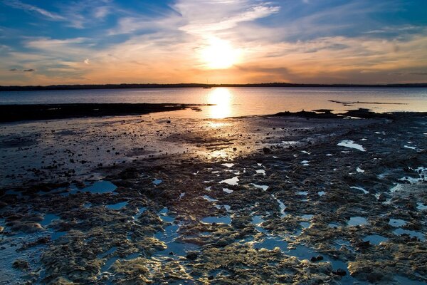 Водоросли оставшиеся на берегу после отлива