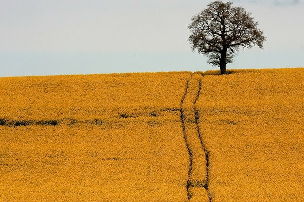 Camino en un campo amarillo con un árbol solitario