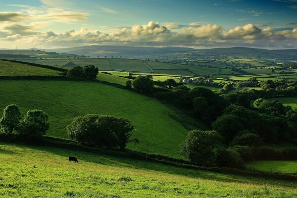 Collines dans la décoration verte. Nature vivante. Paysage d été