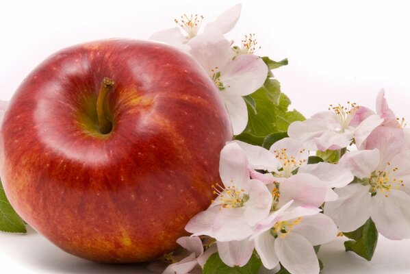 Manzana roja con flores Rosadas